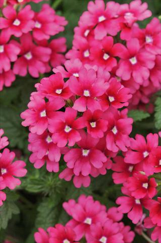 photo of flower to be used as: Pot, patio, basket Verbena Lascar® Magenta