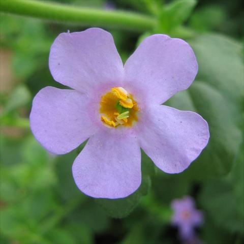 photo of flower to be used as: Pot, patio, basket Bacopa (Sutera cordata) Secrets® XXL Blue Delight