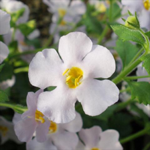 photo of flower to be used as: Pot, patio, basket Bacopa (Sutera cordata) Secrets® XXL Silver Sky
