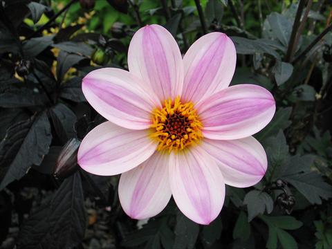 photo of flower to be used as: Pot and bedding Dahlia Mystic® Dreamer
