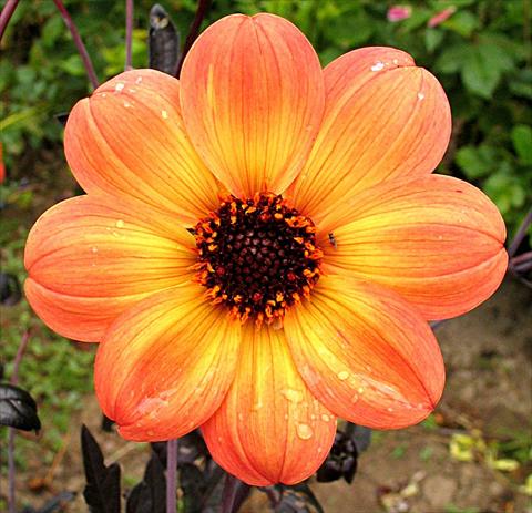 photo of flower to be used as: Pot and bedding Dahlia Mystic® Haze