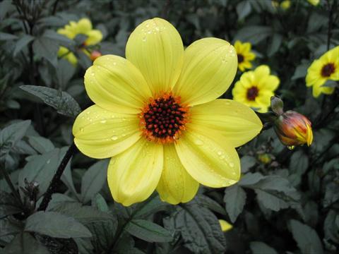 photo of flower to be used as: Pot and bedding Dahlia Mystic® Illusion