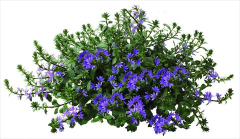 photo of flower to be used as: Pot, patio, basket Scaevola aemula Euphoria® Blue
