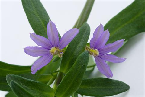 photo of flower to be used as: Pot, patio, basket Scaevola aemula Euphoria® Compact Blue