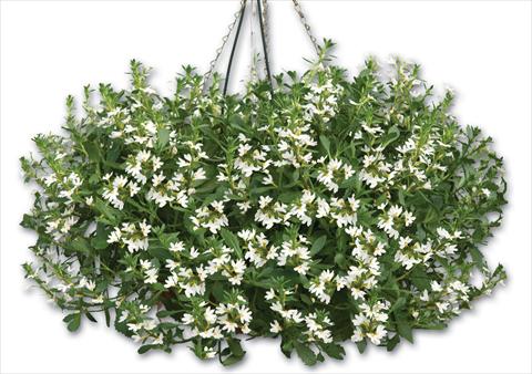 photo of flower to be used as: Pot, patio, basket Scaevola aemula Euphoria® Compact White