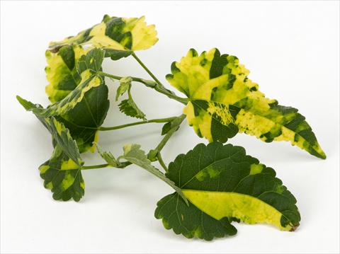 photo of flower to be used as: Basket / Pot Abutilon Decorativi™ Variegatum