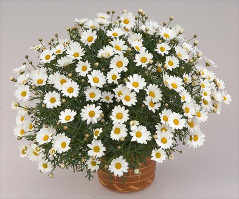 photo of flower to be used as: Pot and bedding Argyranthemum frutescens Angelic Mars