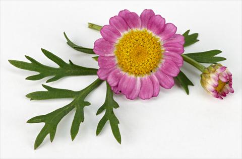 photo of flower to be used as: Pot and bedding Argyranthemum frutescens Daisy Crazy™ Meteor Pink