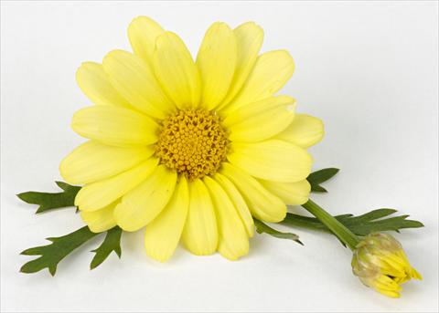 photo of flower to be used as: Pot and bedding Argyranthemum frutescens Margherite Beauty Yellow