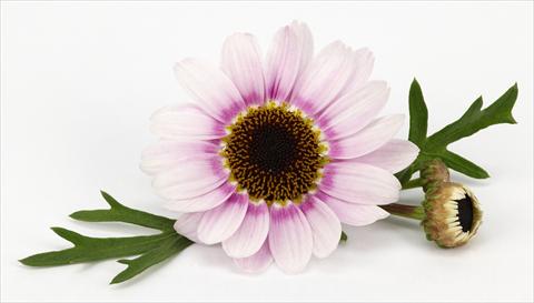 photo of flower to be used as: Pot and bedding Argyranthemum frutescens Margherite Reflection Pink