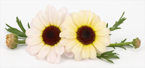 photo of flower to be used as: Pot and bedding Argyranthemum frutescens Margherite Reflection Yellow Cream
