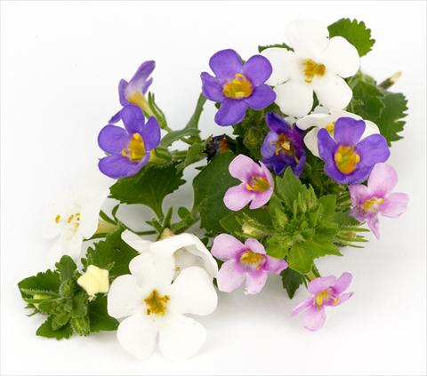 photo of flower to be used as: Pot, patio, basket Bacopa (Sutera cordata) Scopia™ Vintage Mix