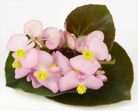 photo of flower to be used as: Pot and bedding Begonia hybrida Kazan® Pink