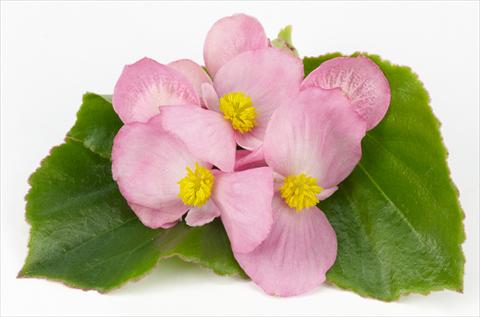 photo of flower to be used as: Pot and bedding Begonia hybrida Kazan® Rose