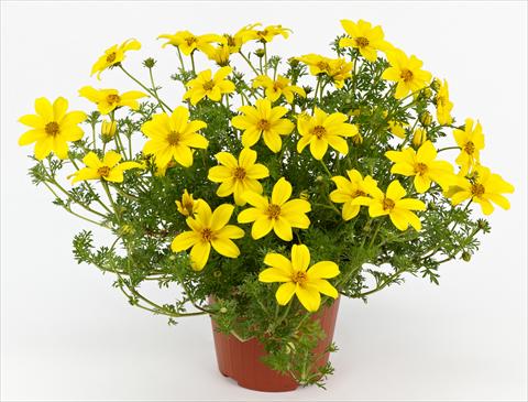 photo of flower to be used as: Pot, patio, basket Bidens ferulifolia Solea Classic