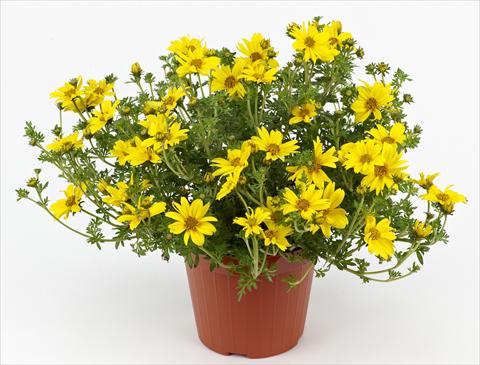 photo of flower to be used as: Pot, patio, basket Bidens ferulifolia Solea Compact