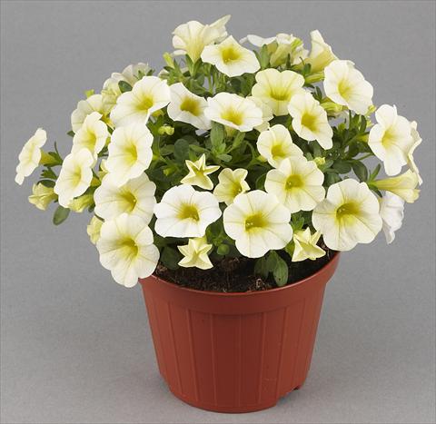 photo of flower to be used as: Pot, patio, basket Calibrachoa Mille Baci® Vanilla