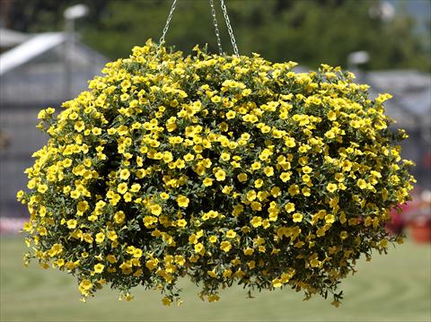 photo of flower to be used as: Pot, patio, basket Calibrachoa Million Bells® Pure Yellow