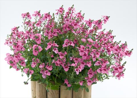 photo of flower to be used as: Pot, patio, basket Diascia Genta® Pink Glory
