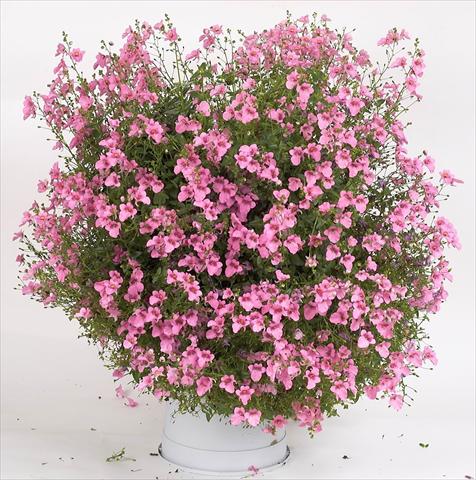 photo of flower to be used as: Pot, patio, basket Diascia Genta® Pink