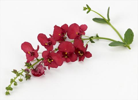photo of flower to be used as: Pot, patio, basket Diascia Genta® Ruby