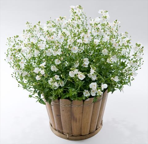 photo of flower to be used as: Pot, patio, basket Diascia Genta® White Improved