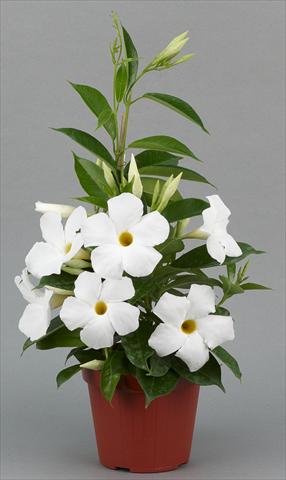 photo of flower to be used as: Pot, bedding, patio Dipladenia (Mandevilla) Sundaville® Classic White