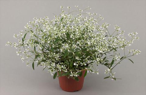 photo of flower to be used as: Pot, patio, basket Euphorbia chamaesyce Improved Products® Kilimanjaro