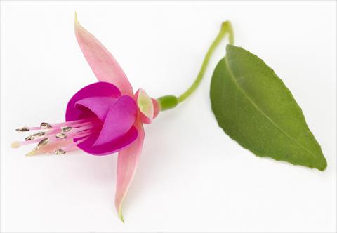 photo of flower to be used as: Pot Fuchsia eretta Allison Patricia®
