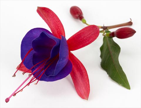 photo of flower to be used as: Pot Fuchsia eretta Ballerina Blu®