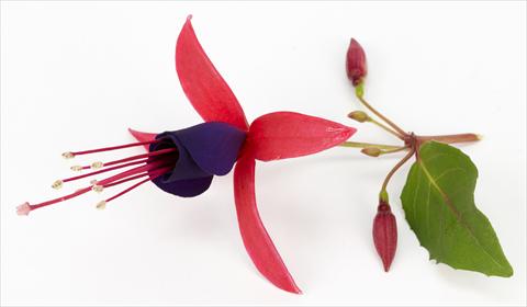 photo of flower to be used as: Pot Fuchsia eretta Eden Rock