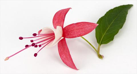 photo of flower to be used as: Pot Fuchsia eretta Ernie®