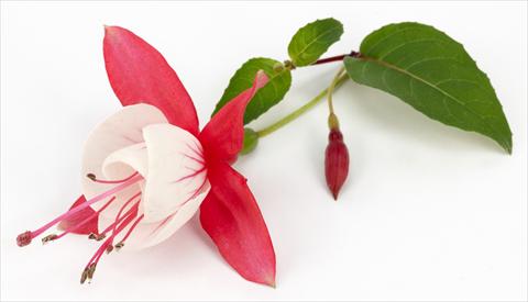 photo of flower to be used as: Pot Fuchsia eretta Hanna