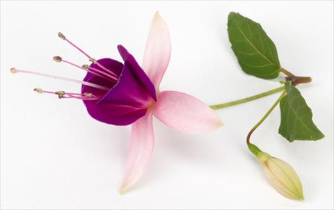 photo of flower to be used as: Pot Fuchsia eretta Lambada®