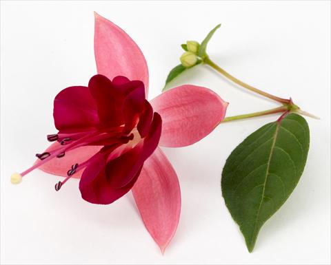 photo of flower to be used as: Pot Fuchsia eretta Paula Jane