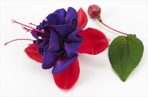 photo of flower to be used as: Pot Fuchsia ricadente Blue Eye