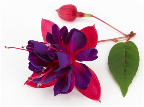 photo of flower to be used as: Pot Fuchsia ricadente Dollar Princessin