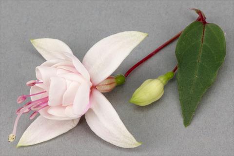 photo of flower to be used as: Pot Fuchsia ricadente Harry Grey