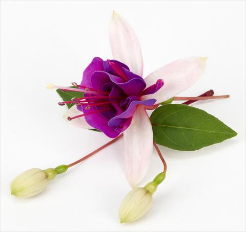 photo of flower to be used as: Pot Fuchsia ricadente La Campanella