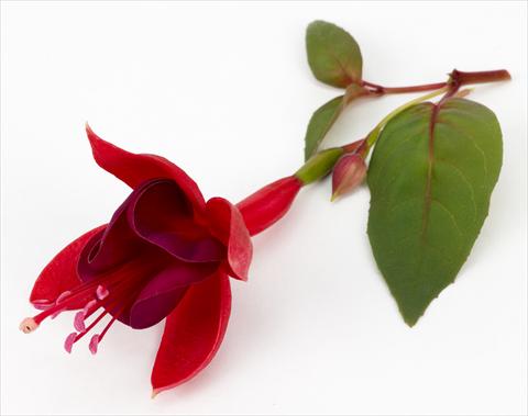 photo of flower to be used as: Pot Fuchsia ricadente Marinka