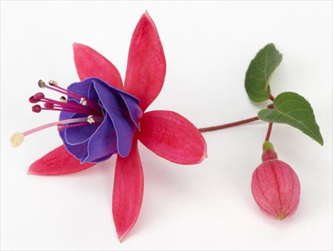 photo of flower to be used as: Pot Fuchsia ricadente Ringwood Market