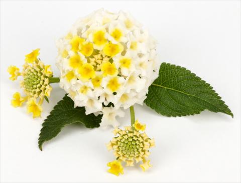 photo of flower to be used as: Pot and bedding Lantana camara Lantane White-Lemon®