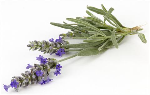 photo of flower to be used as: Pot and bedding Lavandula angustifolia Blu