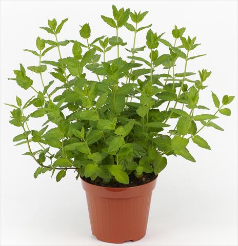 photo of flower to be used as: Pot and bedding Mentha aquatica Ah...Roma Marocco