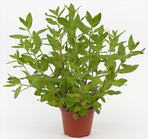 photo of flower to be used as: Pot and bedding Mentha x piperita Ah...Roma Pepper