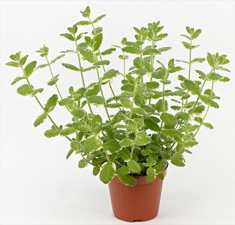 photo of flower to be used as: Pot and bedding Mentha suaveolens Ah...Roma Variegata