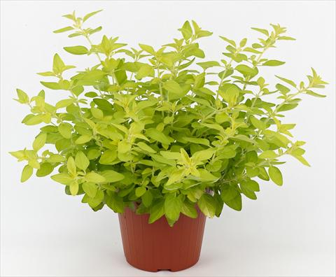 photo of flower to be used as: Pot and bedding Origanum vulgare Ah...Roma Aureum