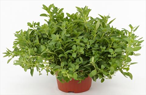 photo of flower to be used as: Pot and bedding Origanum vulgare Ah...Roma Compactum