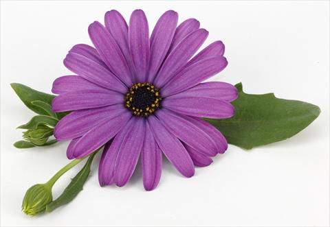photo of flower to be used as: Pot and bedding Osteospermum Cape Daisy® Antique Blue