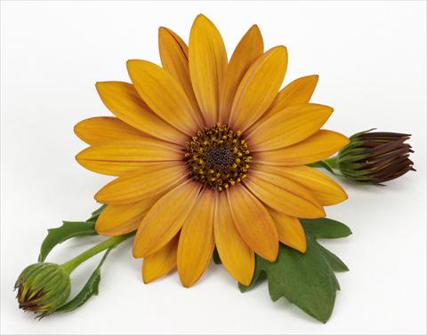 photo of flower to be used as: Pot and bedding Osteospermum Cape Daisy® Terracotta